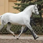 Θέρετρο Stado Ogierow