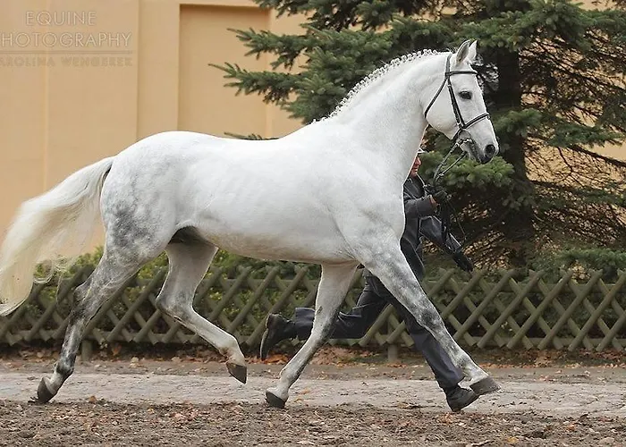 Resort Stado Ogierow